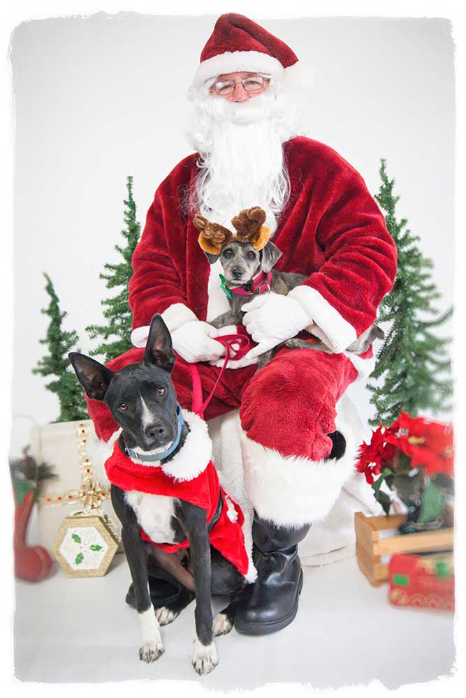 K9 Club offers pet portraits with Santa Claus The Friday Flyer